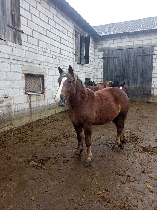 Sprzedam klacz sztumska