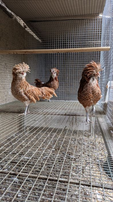 Machos adultos Paduanas Camurça e Appenzeller