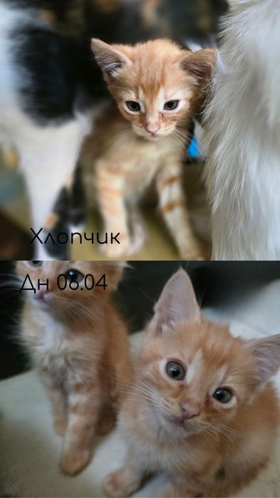 Коти(5 шт ) в добрі руки