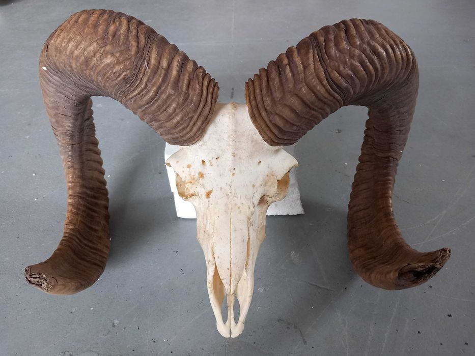 Muflon, Ślimy, Poroże, Rogi