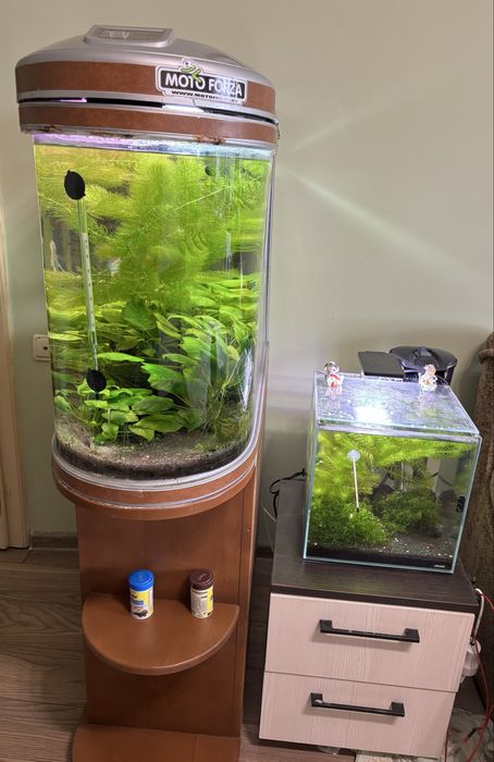 Акваріум з рибками