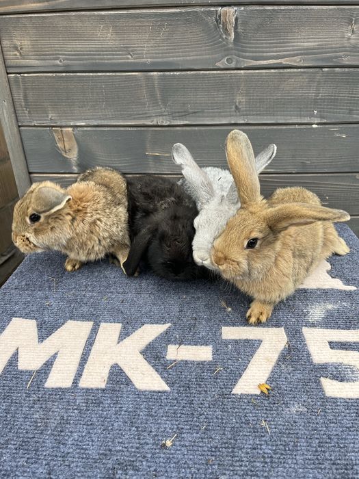 Mlode kroliki mieszańce