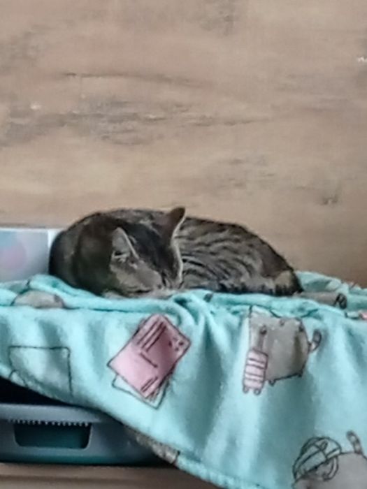 Oddam kotka w dobre ręce (samiec)