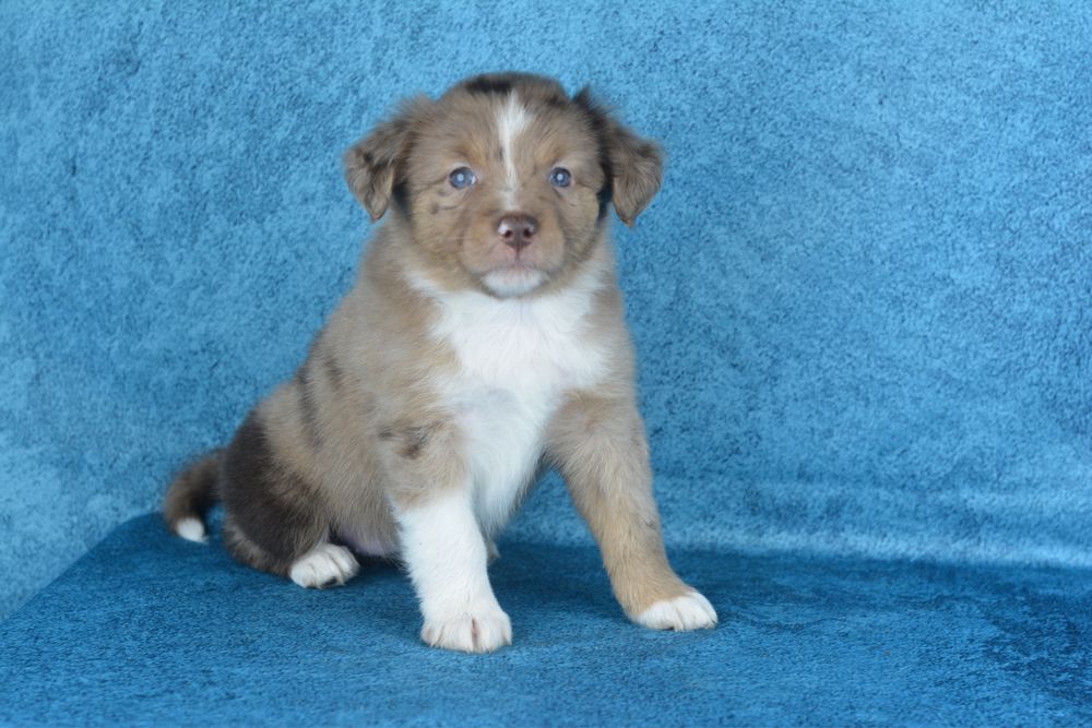 Miniaturowy Owczarek Amerykański- suczka blue merle