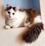 Котик Марик, 9-10 месяцев