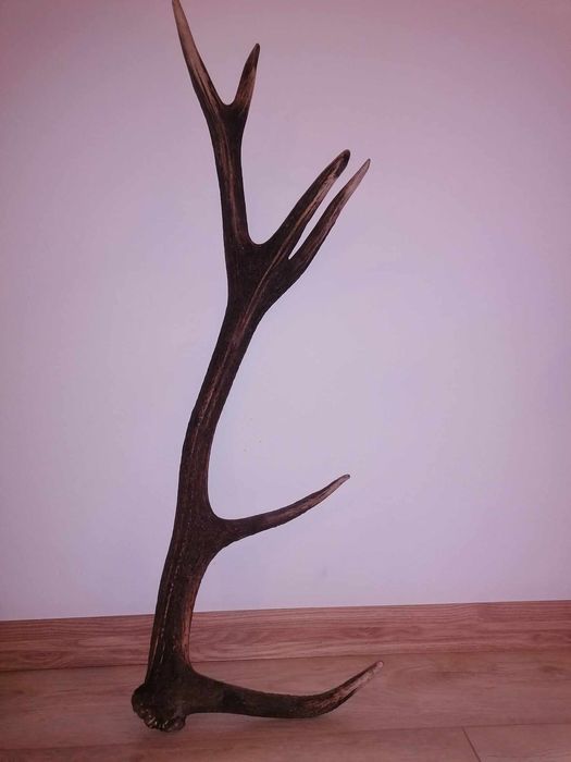 Poroże w super cenie