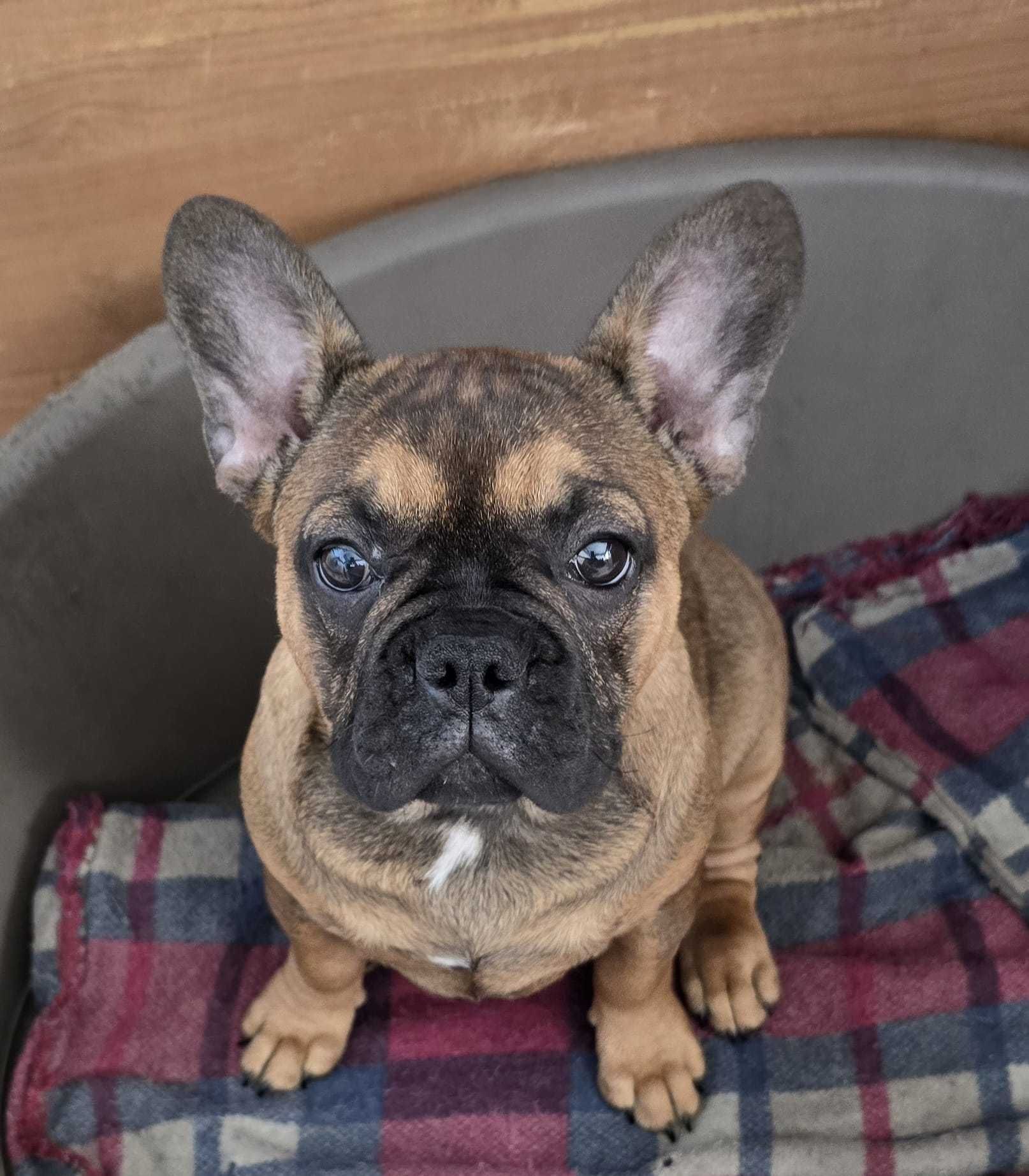 Bulldog francês  exotico femea