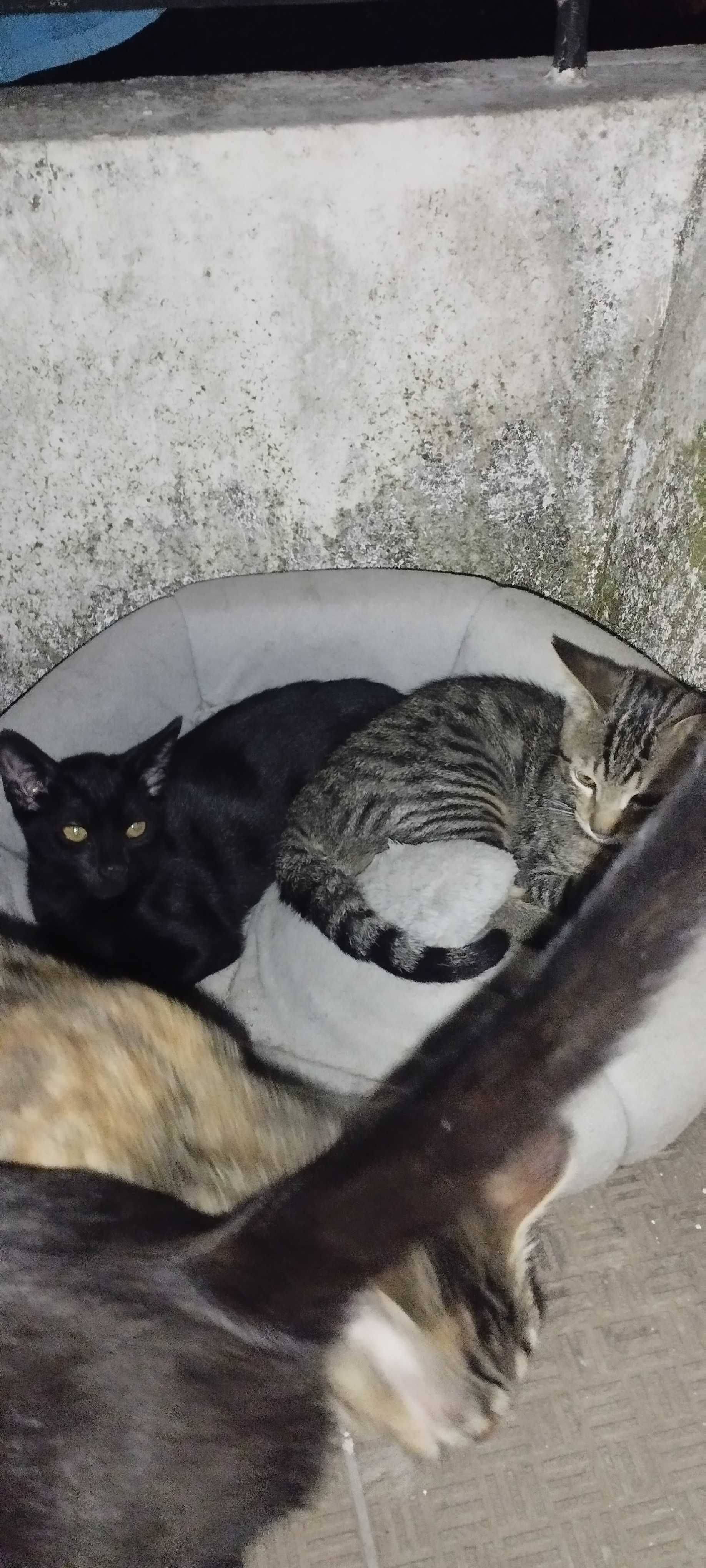 2 gatinhos nascidos em 10/04/25