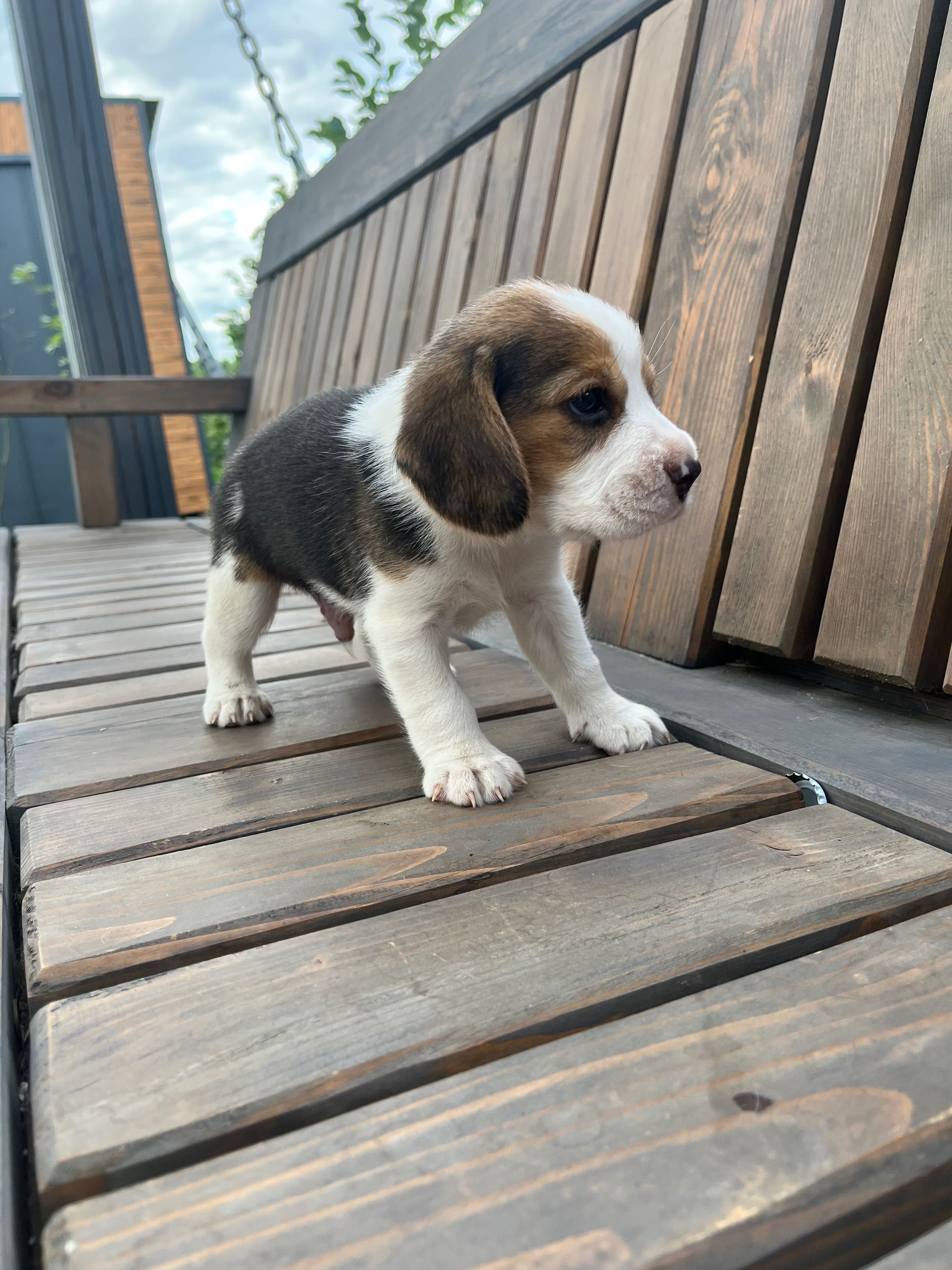 Beagle tricolor chip