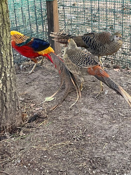 Bażant złoty drób ozdobny