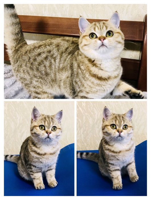 Золоті шотландські дівчатка.Котик. Кішечка. Купити в Київі в Україні.