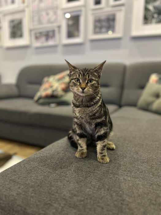 Kotki szukają dobrego domu