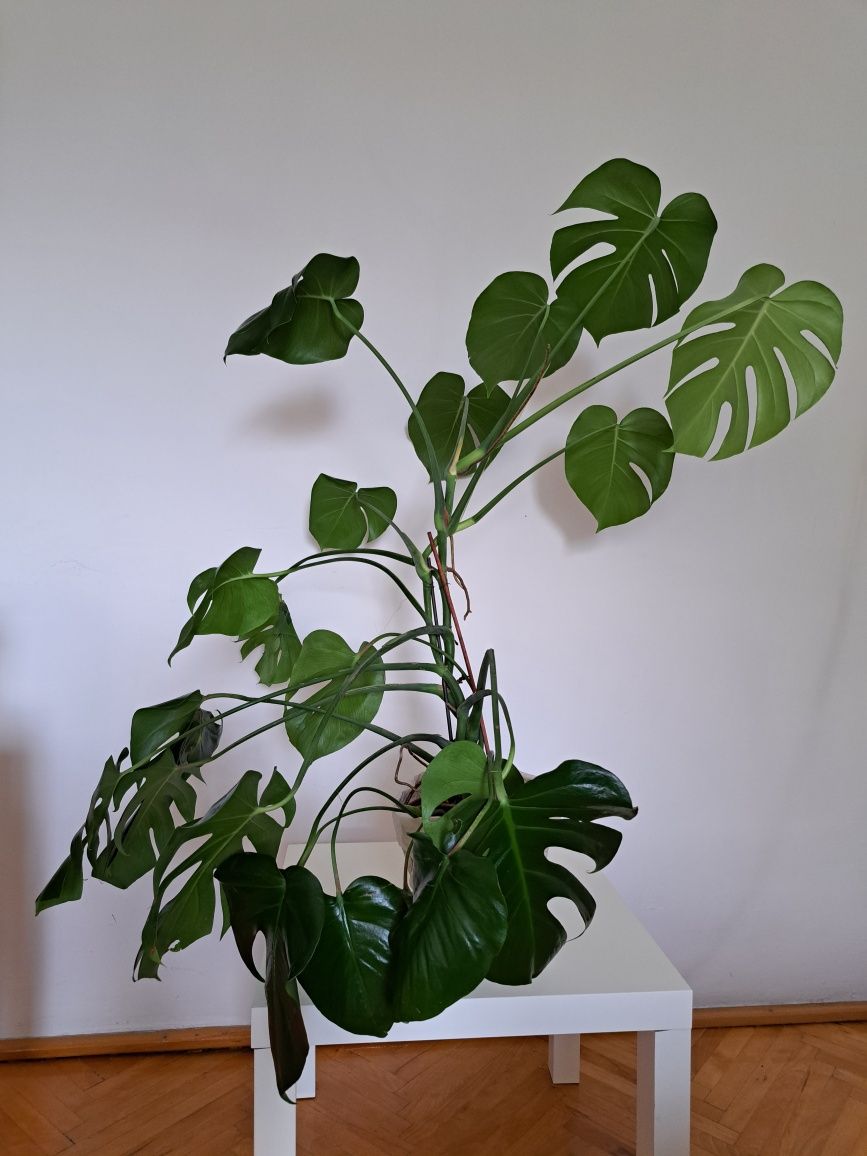 Monstera dziurawa - roślina