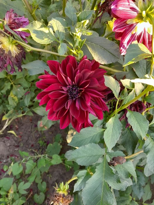 Продам клубні жоржини,  георгину