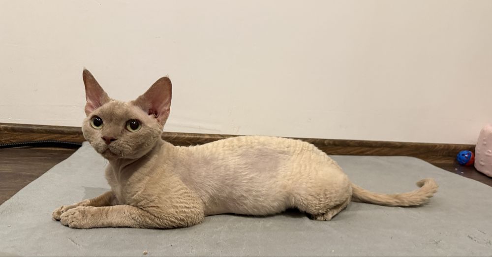 Devon rex reproduktor „ Welurki PL” brak restrykcji