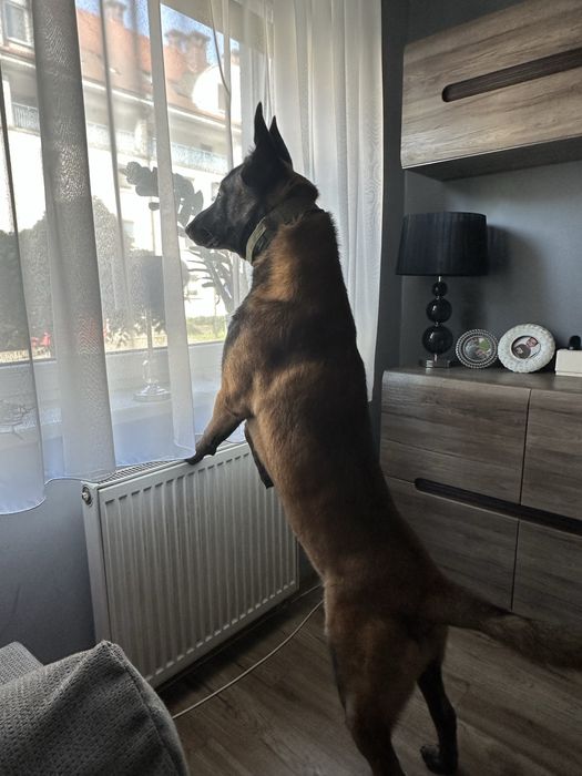 Oddam w dobre rece owczarka belgijskiego