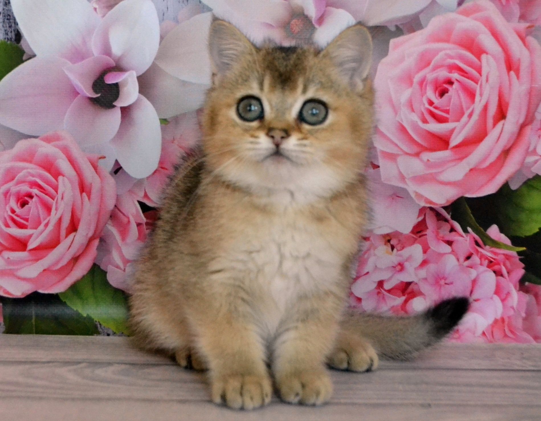 Британский котик шиншилла золотой