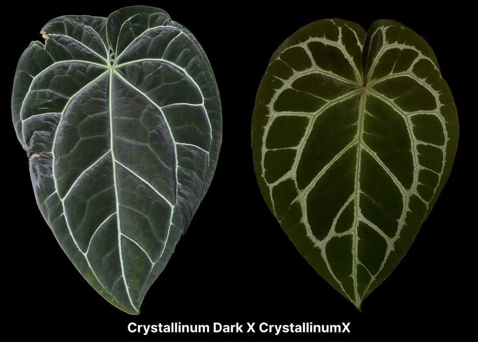 Zestaw różnych sadzonek Anthuriów (6 sztuk)