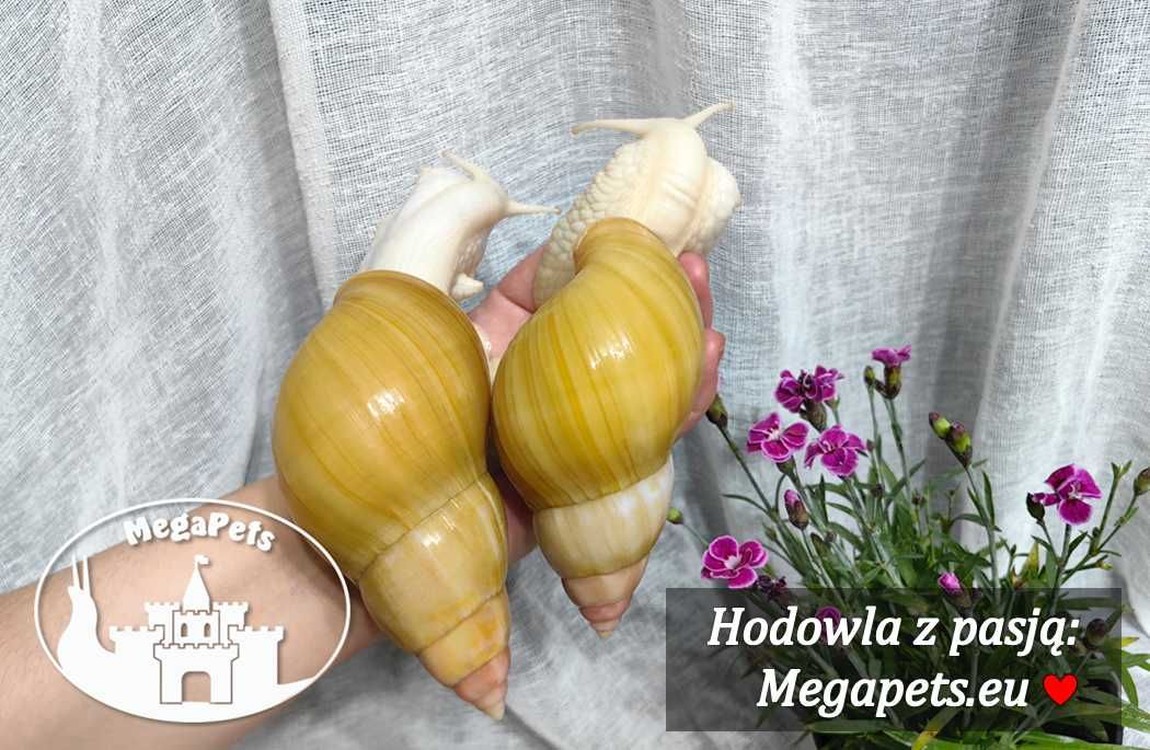 Calcium Wapń Sepia Ślimak Achatina Lissachatina Archachatina Suplement