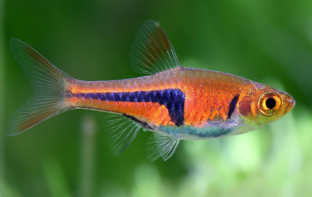 Razbora espei - Trigonostigma espei - Rasbora - dowozimy, wysyłamy