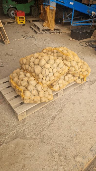 Ziemniaki Vineta o bardzo dobrym, żółtym miąższu: 20zł za worek 15 kg
