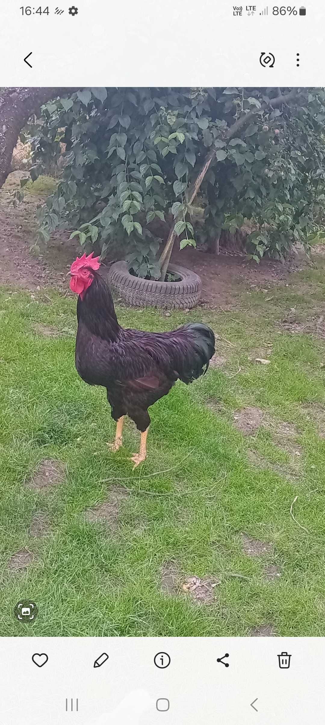 Karmazyny kurczęta