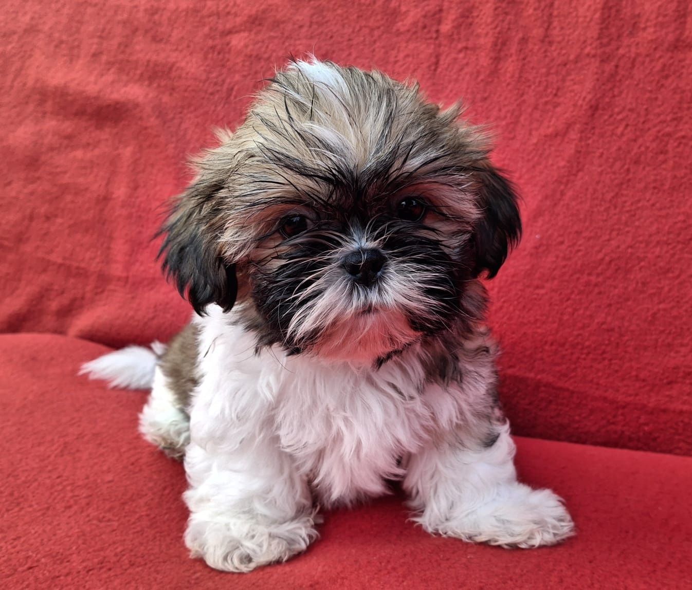 Piesek Shih-Tzu Gotowy do odbioru