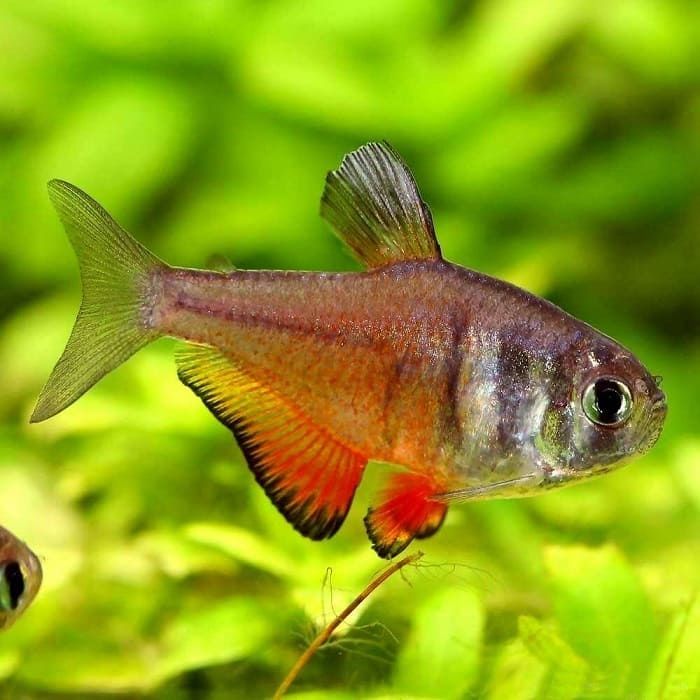 Акваріумна риба: кардинал, неон, тетра фон ріо. 3,50