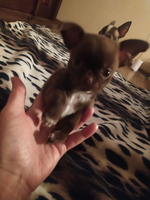 Продам щенков чихуахуа