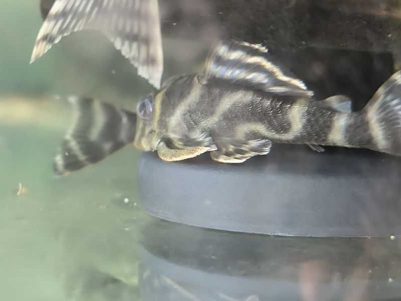 Hypancistrus farunculus L199