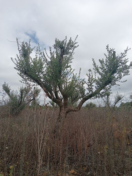 Oliveiras bonsai para jardim