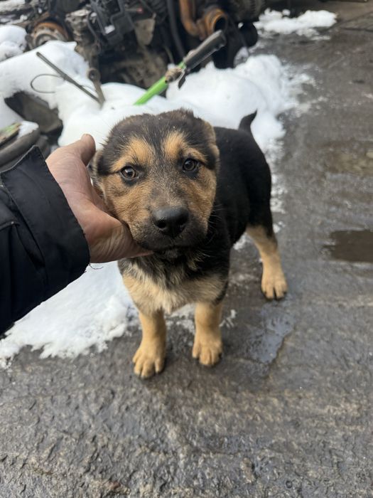 Цуцики в добрі руки