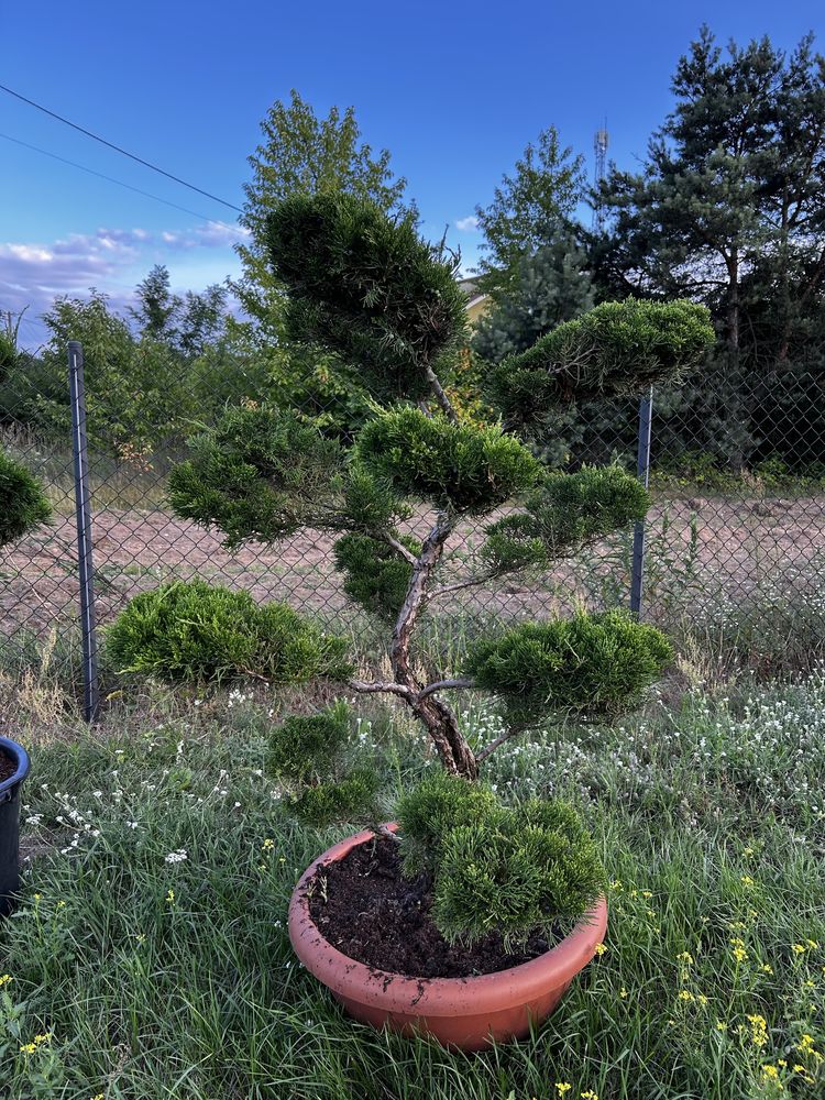 Bonsai, krzewy, rośliny