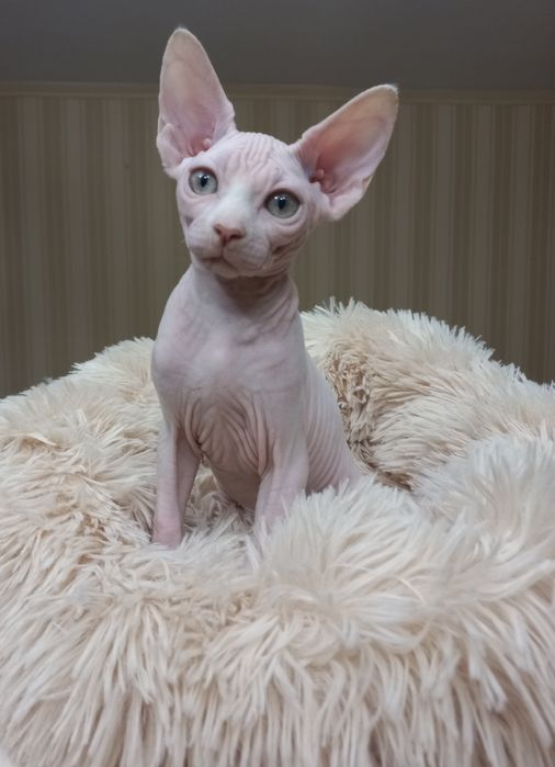 Сестрички канадики;