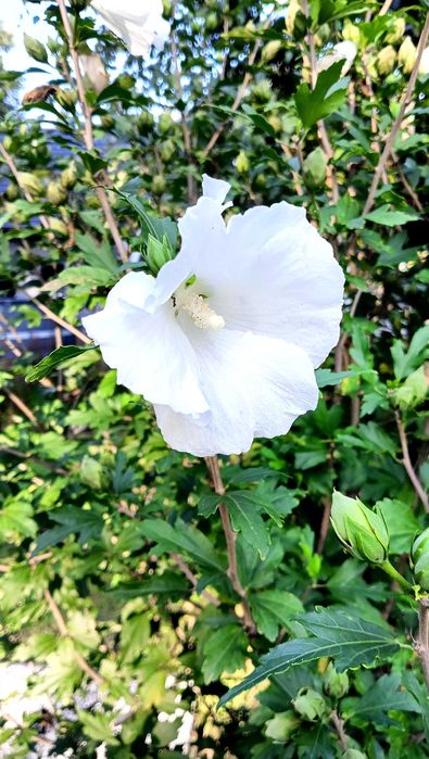 Hibiskus białe kwiaty i fioletowe