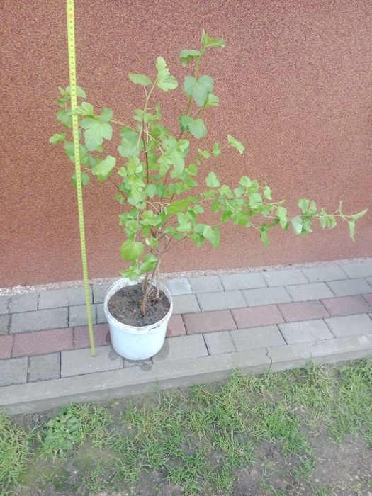 Pęcherznica  żółta kalinolistna , krzew paro- letni.