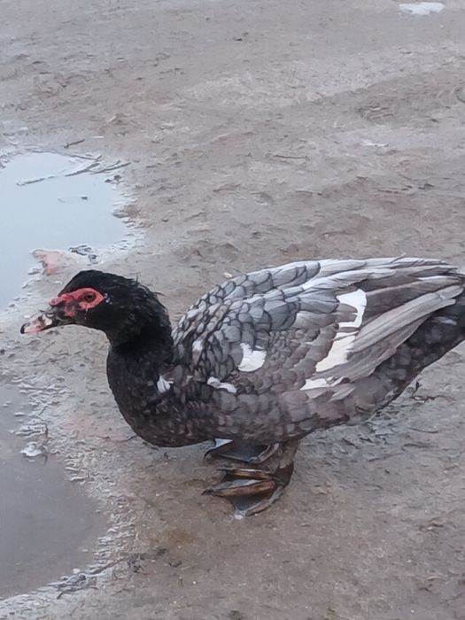 Продам мускусних качок(шипунів)