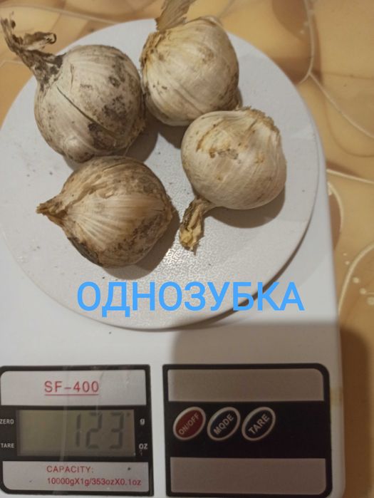 Чеснок Рокамболь