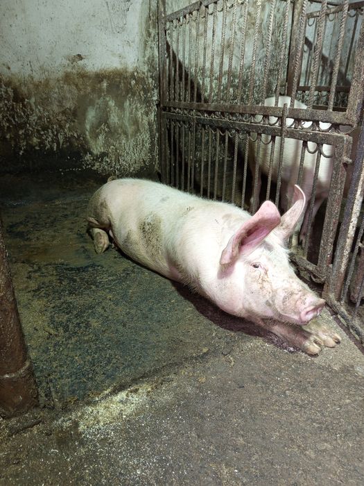 Продам свинку домашнього годування