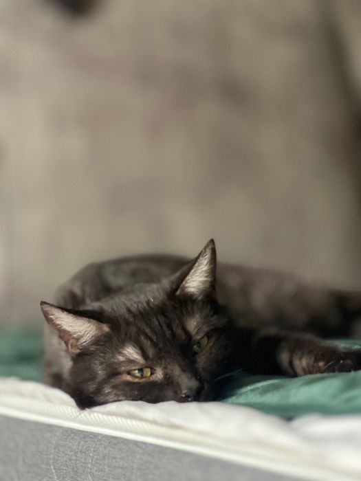 Котики з Донеччини шукають родину / Котик в добрые руки