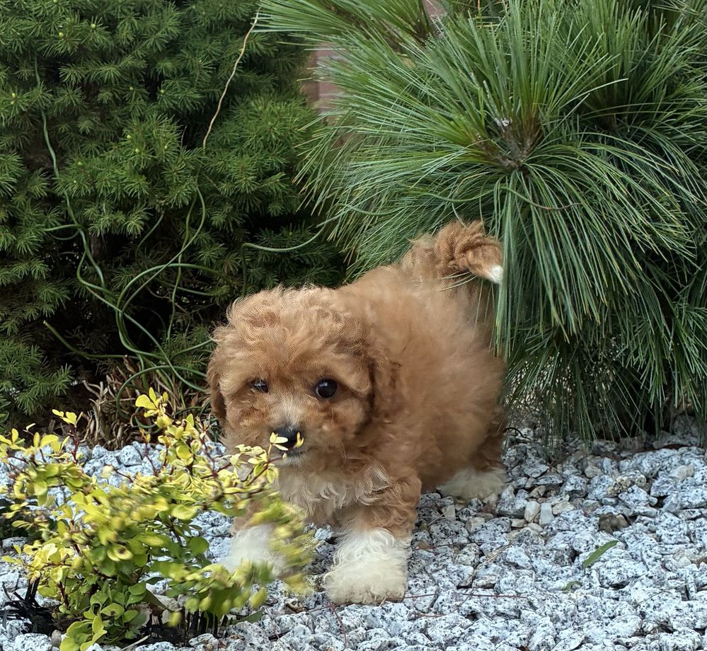 Bichpoo Maltipoo super suczka