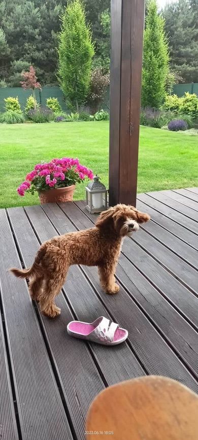 CAVAPOO RED piesek mix Cavalier King Charles Spaniel & Pudel toy