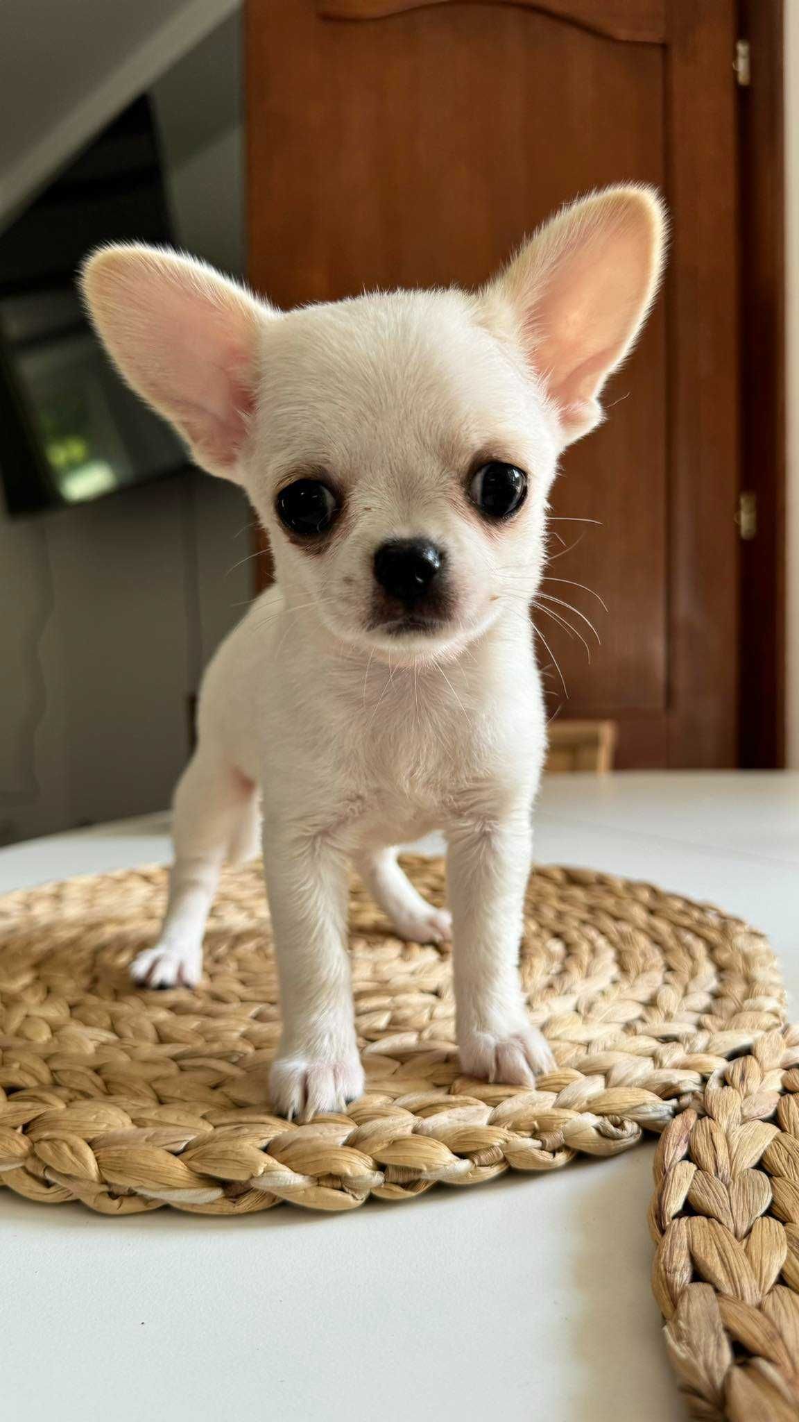 Chłopczyk Chihuahua z Rodowodem Mini do 1,5kg Biały