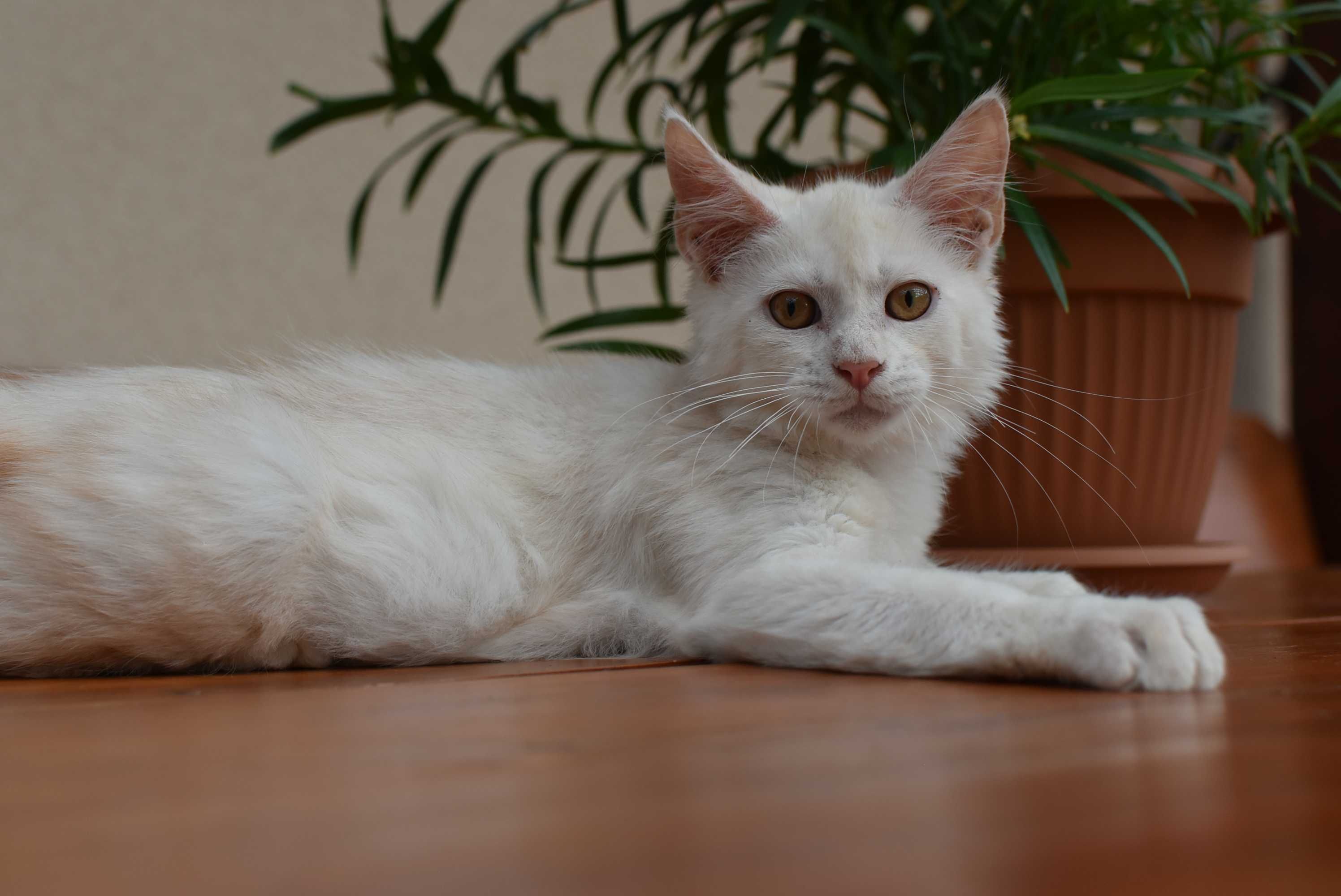 Gotowy do Odbioru/Kocurek Maine Coon ODO/Rodowód FPL