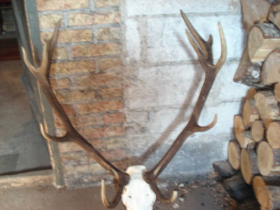 Poroże jelenia 12-taka