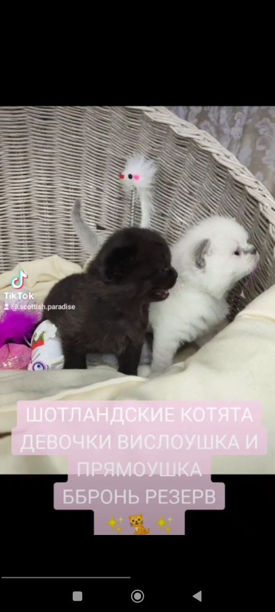 Продам Шотландских котят