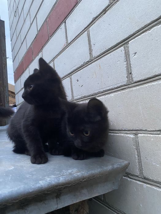 Віддам котиків в добрі руки