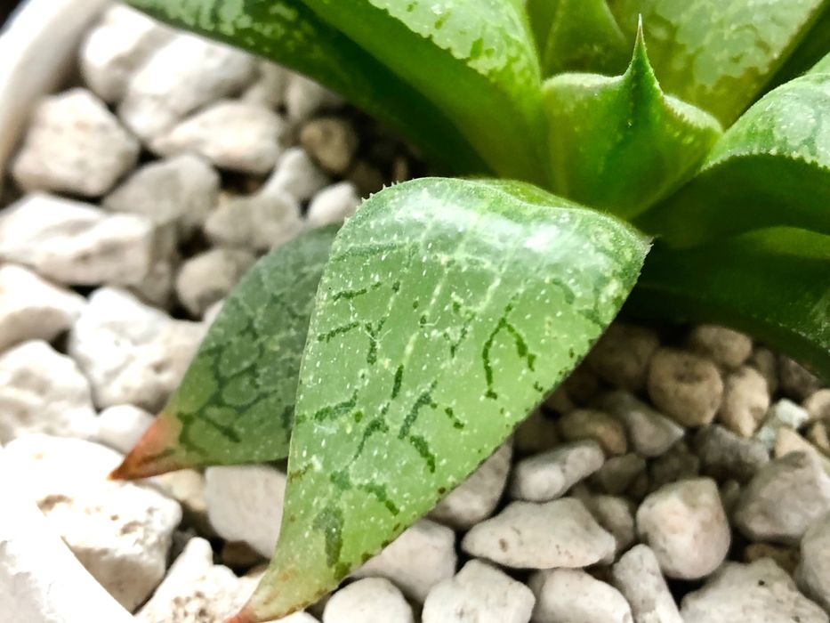 Хавортія Haworthia Comptoniana