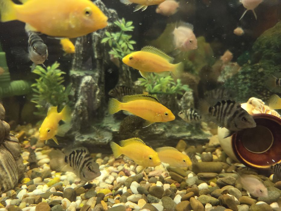 Продам рибок,цихліди, Єллоу