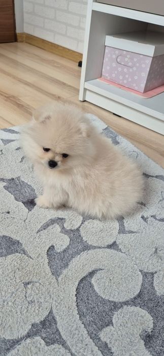 Szpic miniaturowy Pomeranian FCI Suczka